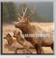 /album/photo-gallery-canvas-uri/decoratiuni-de-perete-canvas-lc-1201-jpg/